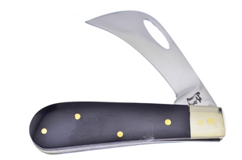 2.75" Cape Buff Horn Little Hawkbill